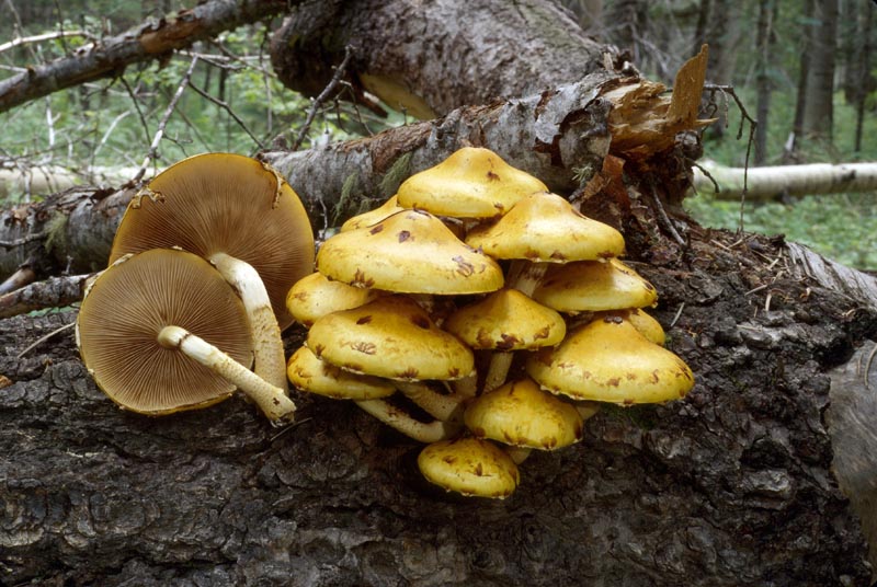 Pholiota aurivella